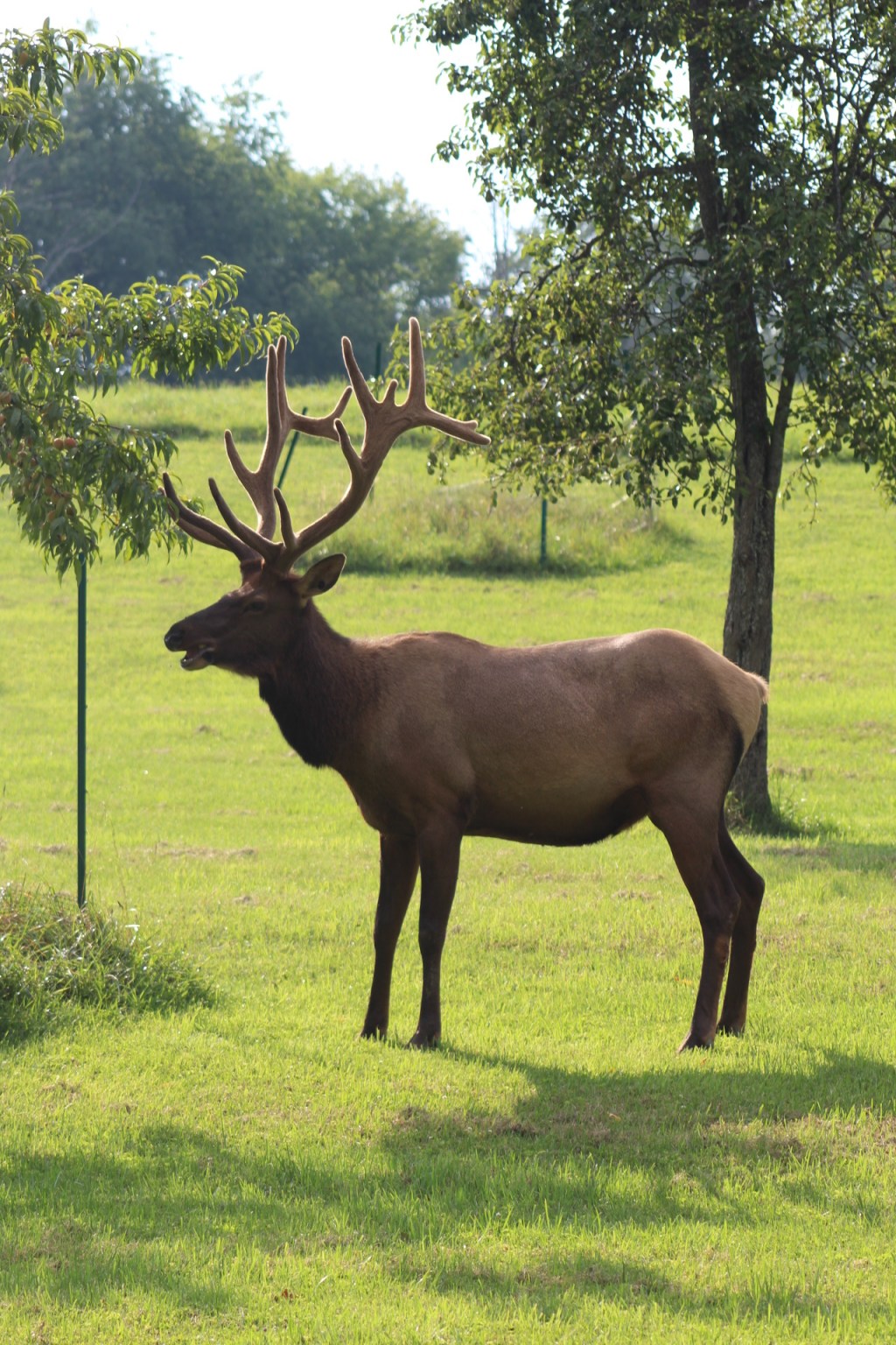 the trouble with ice&nbsp;cream